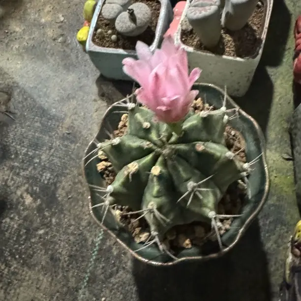 仙人球绯会开花的多肉植物新手好养防辐射吸甲醛美观盆栽