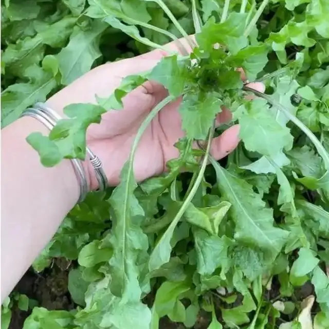 新鲜露天现挖荠菜农家现摘野菜做混沌水饺春卷火锅食材