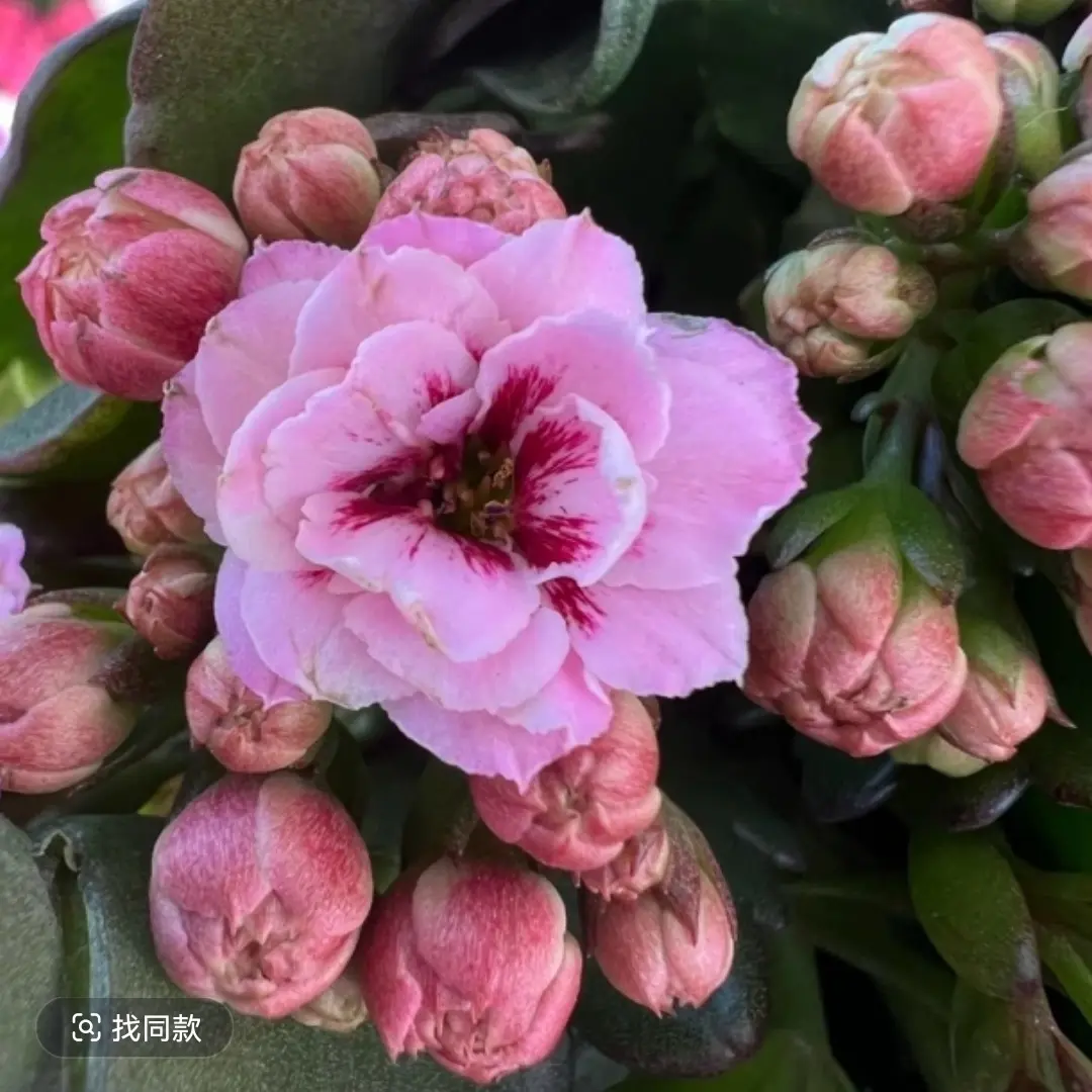 长寿花-（惊鸿）110盆 矮桩稀有猫眼品种