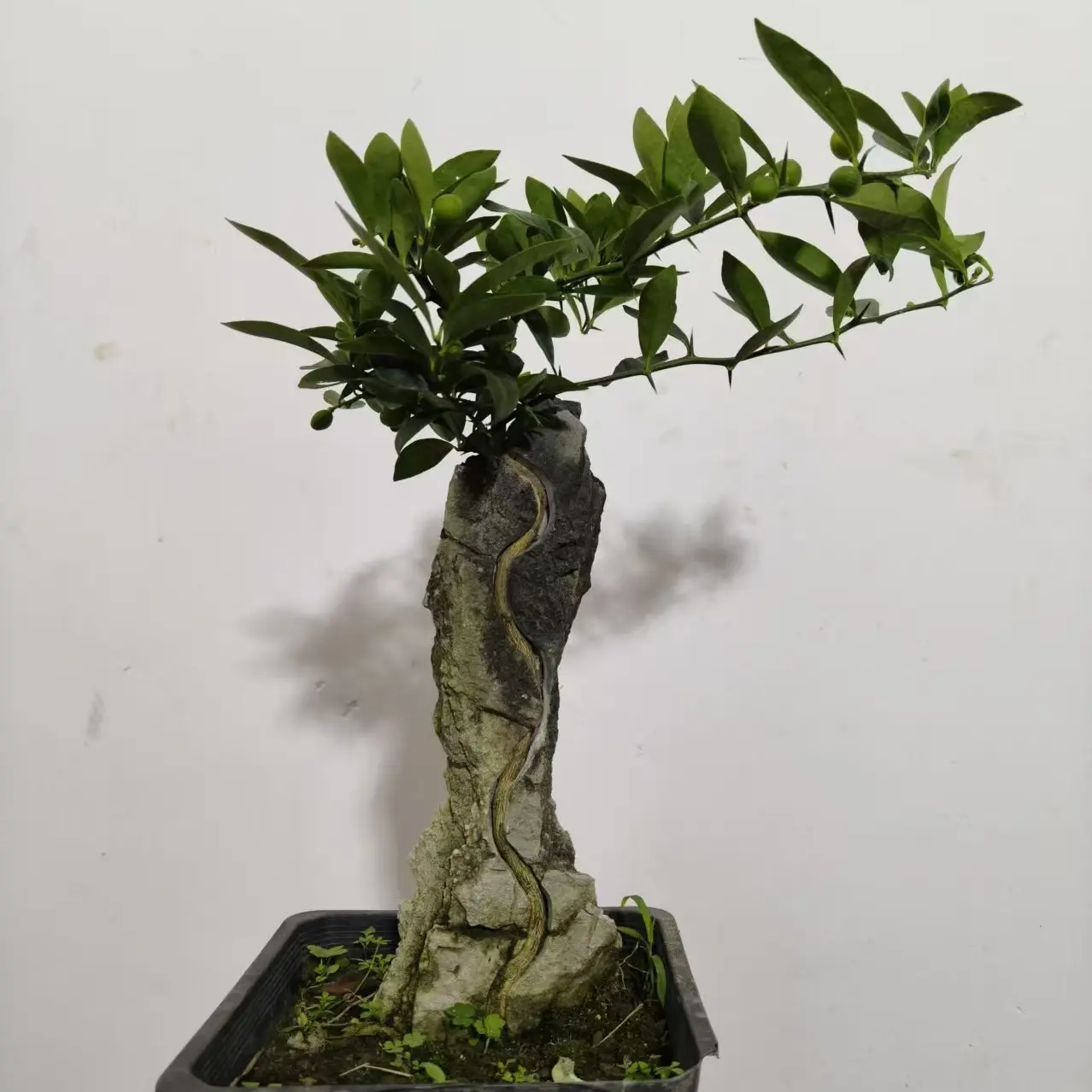 英德石榆树附石盆景（直播间一物一拍链接）