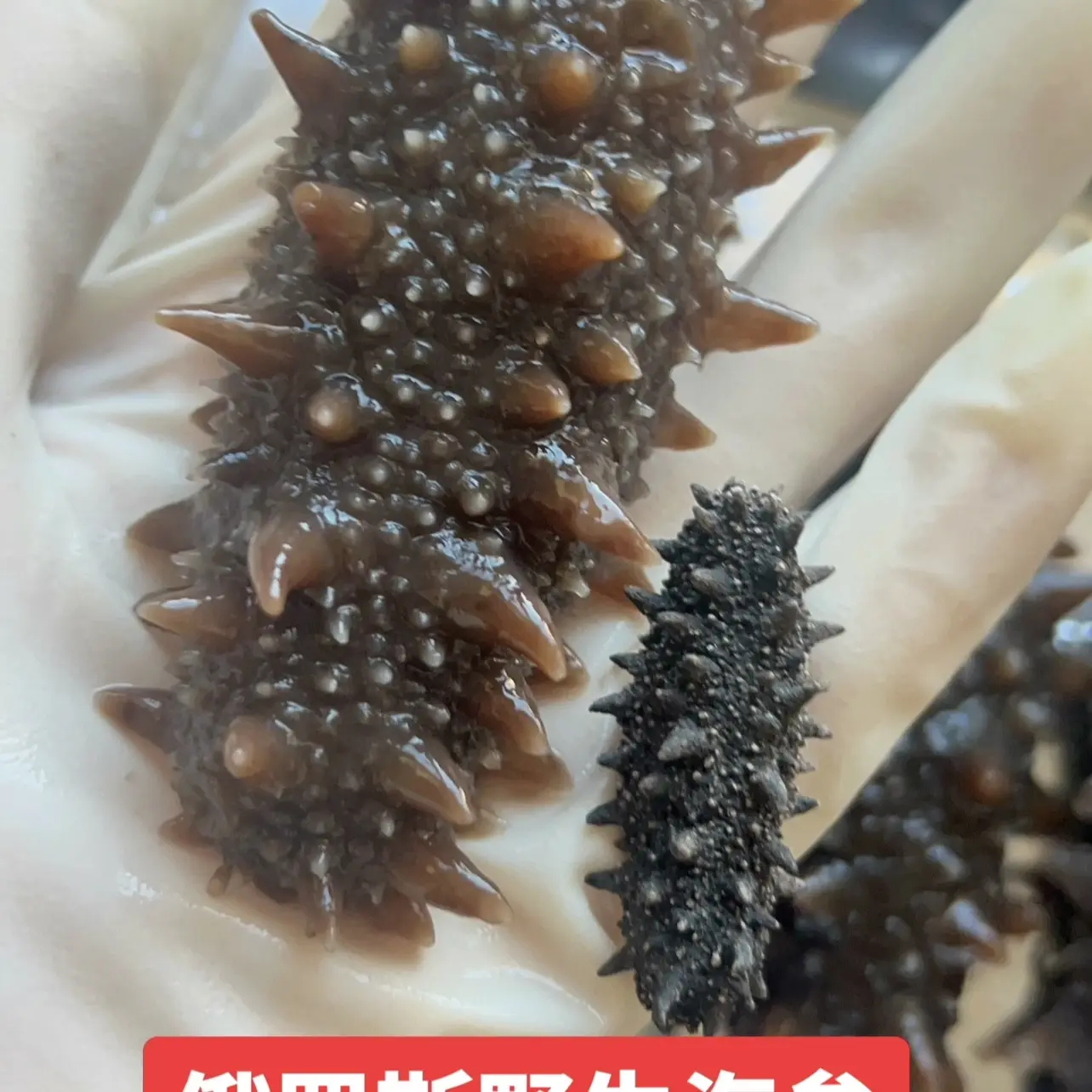 俄罗斯海参足干原货 深海冷水 