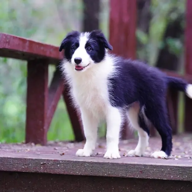 by妹妹②CKU认证黑白边牧幼犬可爱小狗三针疫苗驱虫驱虫齐全