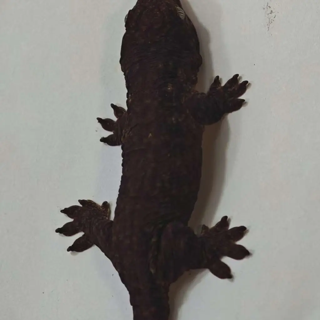 巨人守宫 黑底MTK 公温 7克