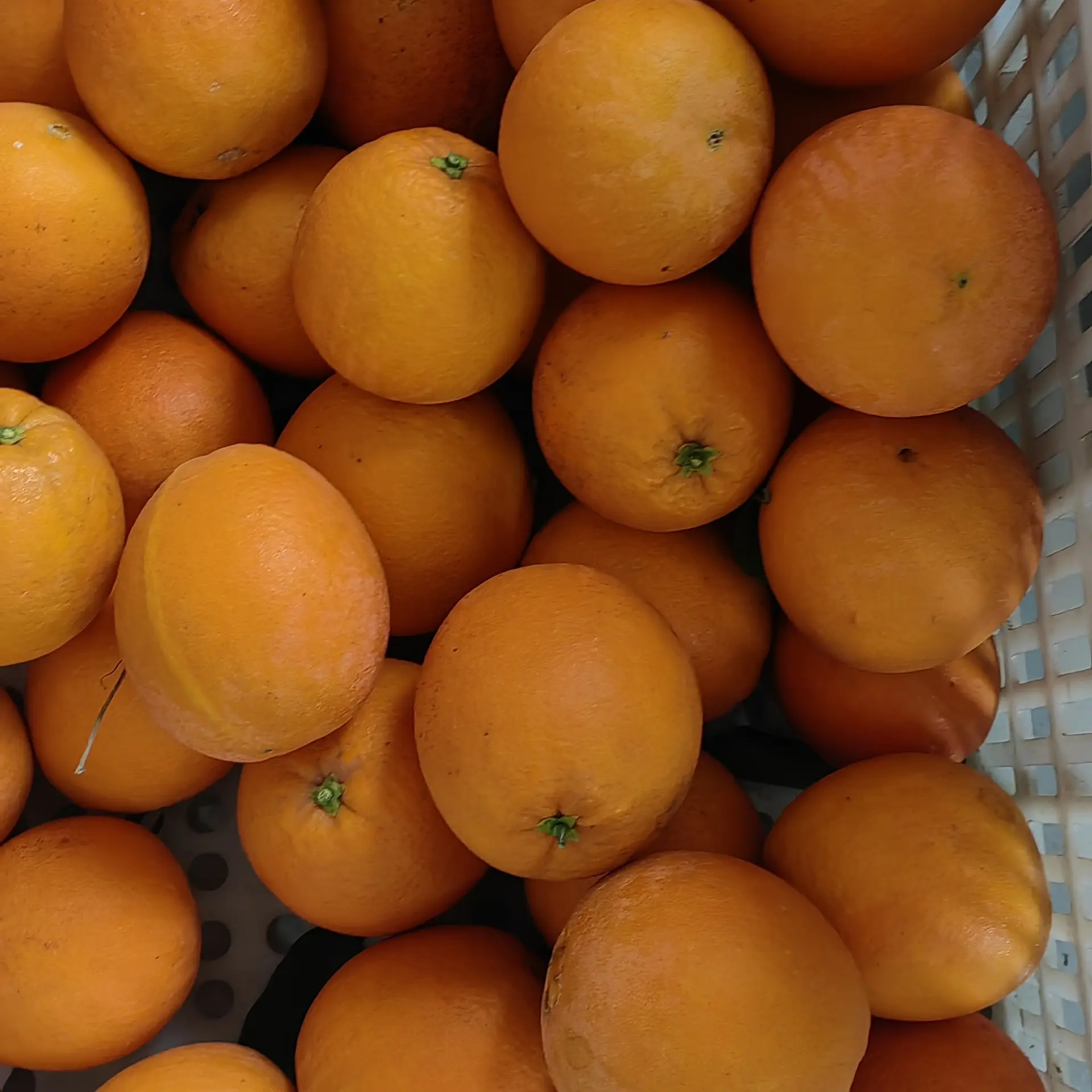 大河口脐橙新鲜现摘香甜多汁当季桔子产地直供