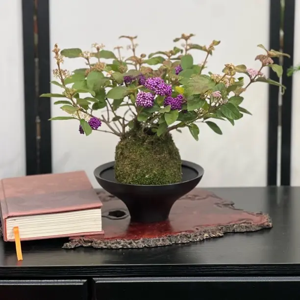 紫珠盆栽耐寒耐热室内阳台庭院耐养多年生绿植