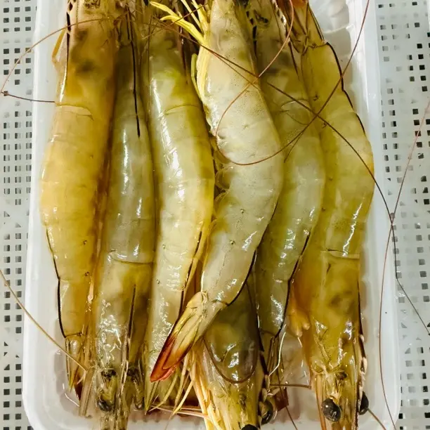 新鲜速冻涠洲岛海捕明虾肉质鲜美冷链包邮