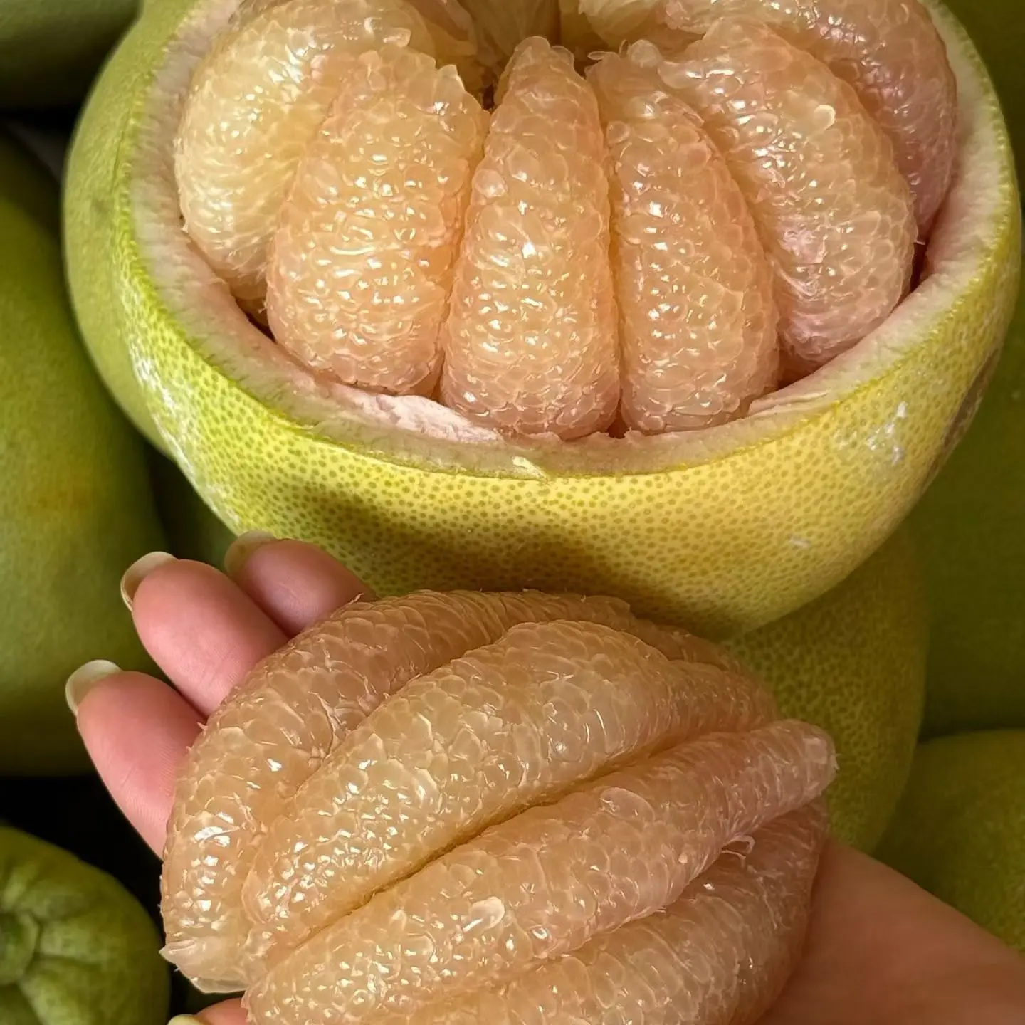 福建仙游度尾老树红心文旦柚新鲜当季现摘果肉细腻多汁花皮果