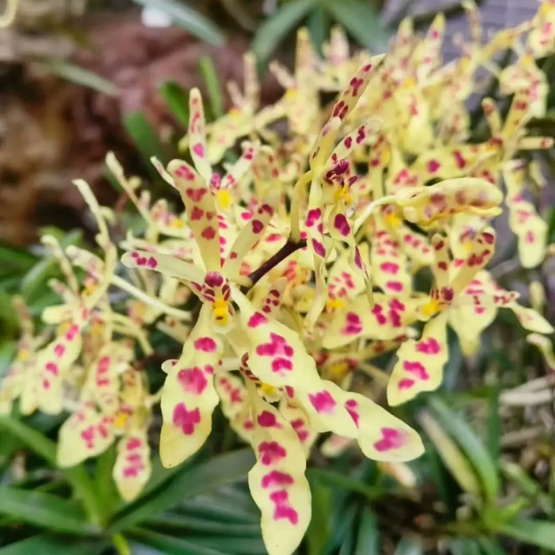 蝴蝶兰花苗带花剑花苞室内盆栽花卉四季好养活