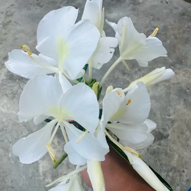 姜花（芳香无比）适合小院种植