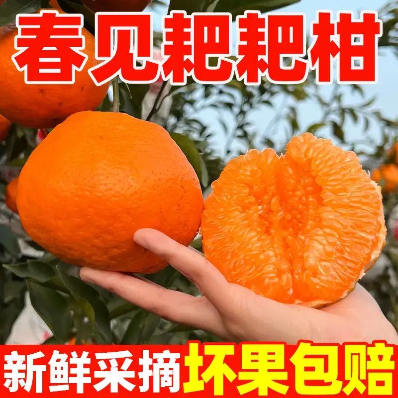 【正宗四川蒲江春见耙耙柑】香甜多汁当季水果丑橘包邮孕妈妈水果