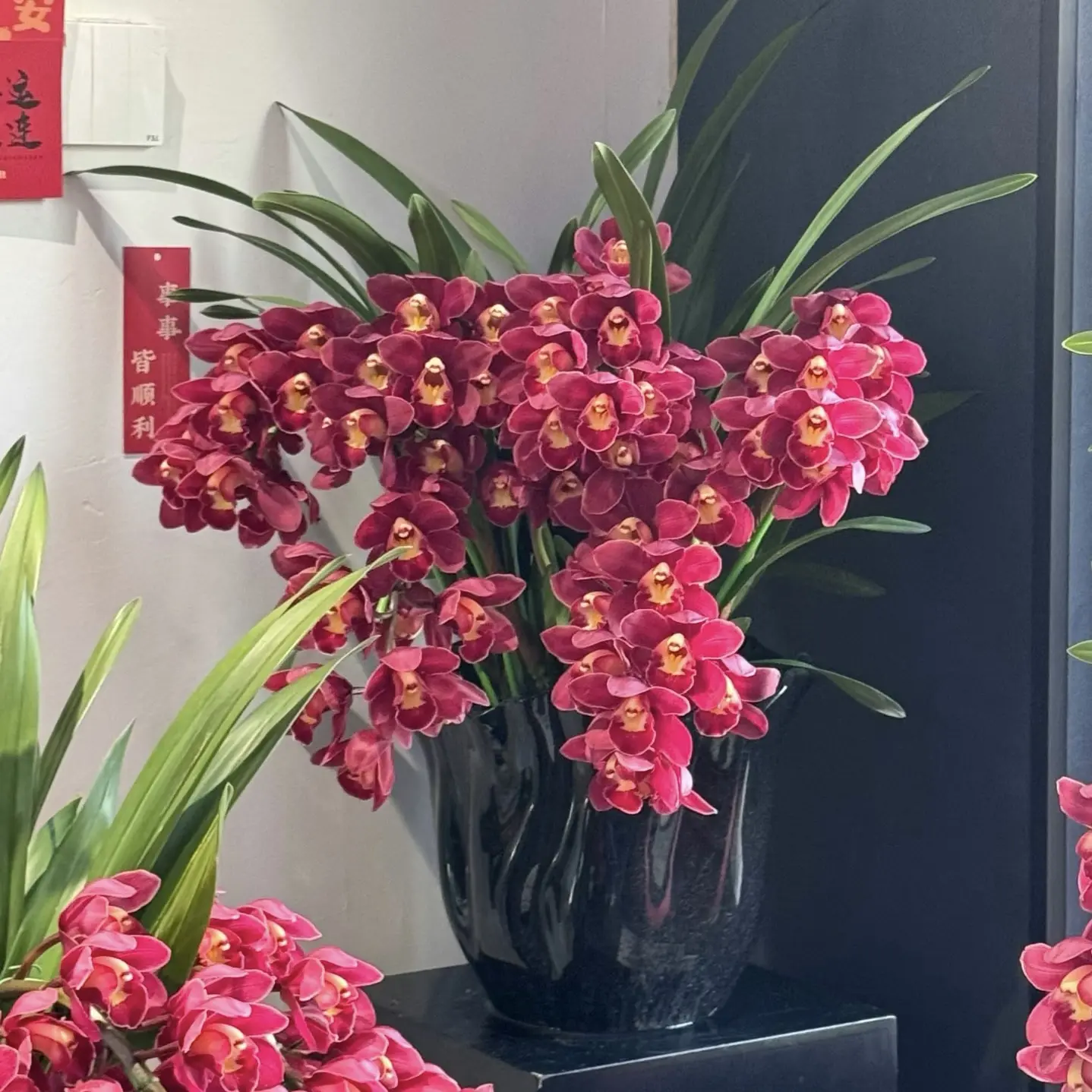 大红袍大花蕙兰带花剑室内外好养易活浓香型兰花盆栽