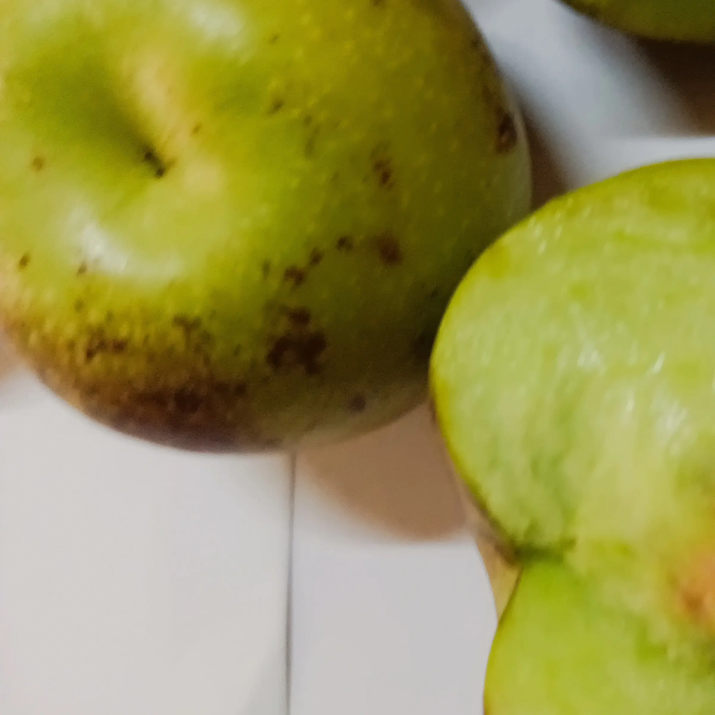 适应南方北方环境可阳台盆栽或庭院地栽的龙蟠冬枣龙蟠枣裸根发货