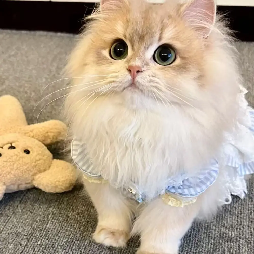 猫咪蕾丝围脖项圈口水宠物蝴蝶结可爱围巾围兜狗狗围嘴饰品