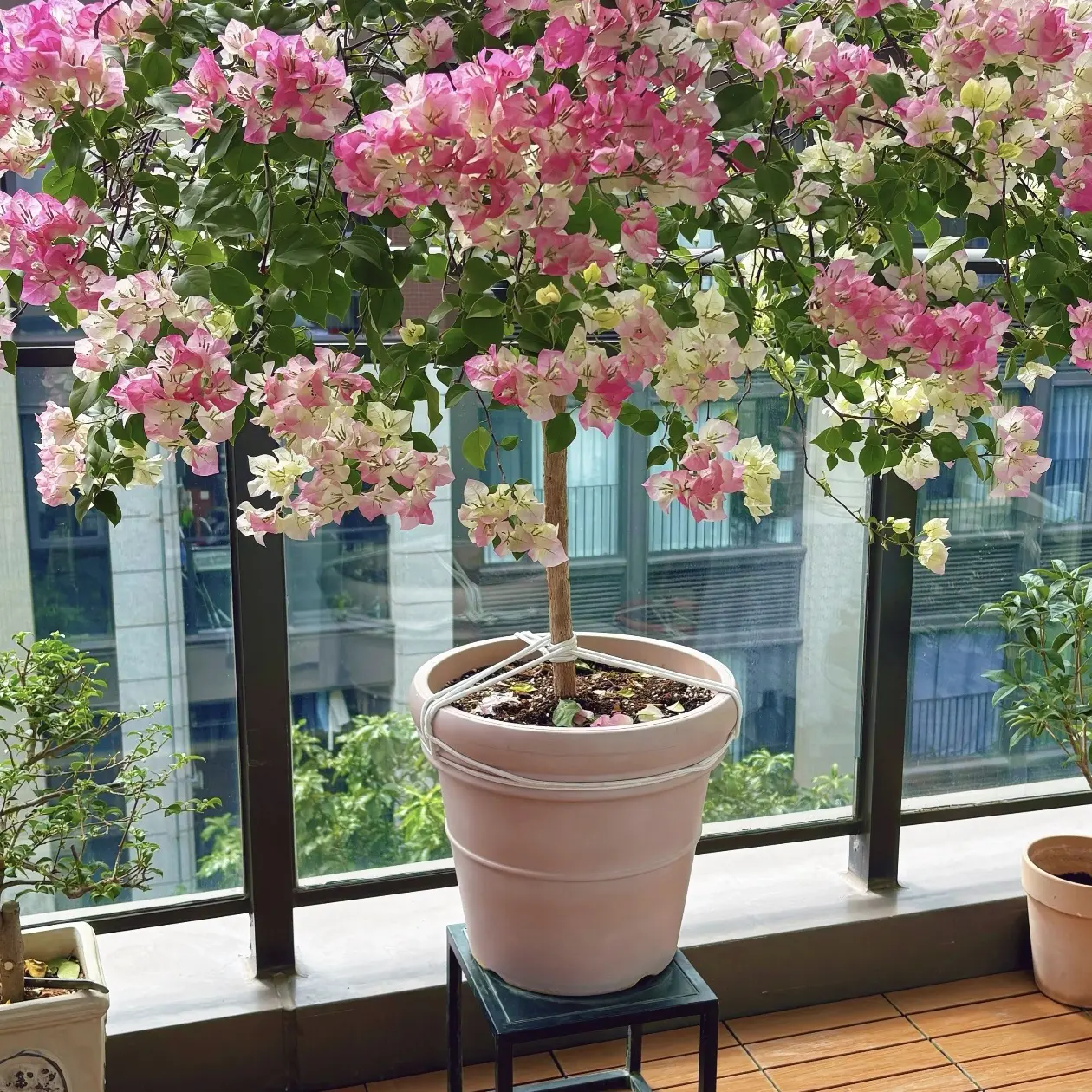 《绿叶樱花三角梅》勤花爆花品种四季开花