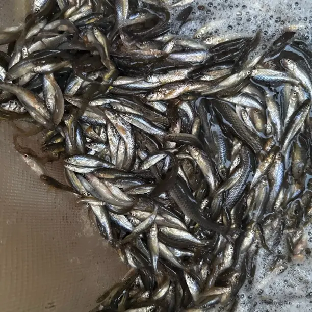 于桥水库野生小杂鱼5斤