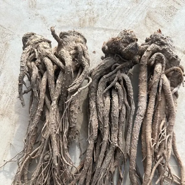 无硫特大当归25年新货八成干可煲汤泡酒养生滋补中药材