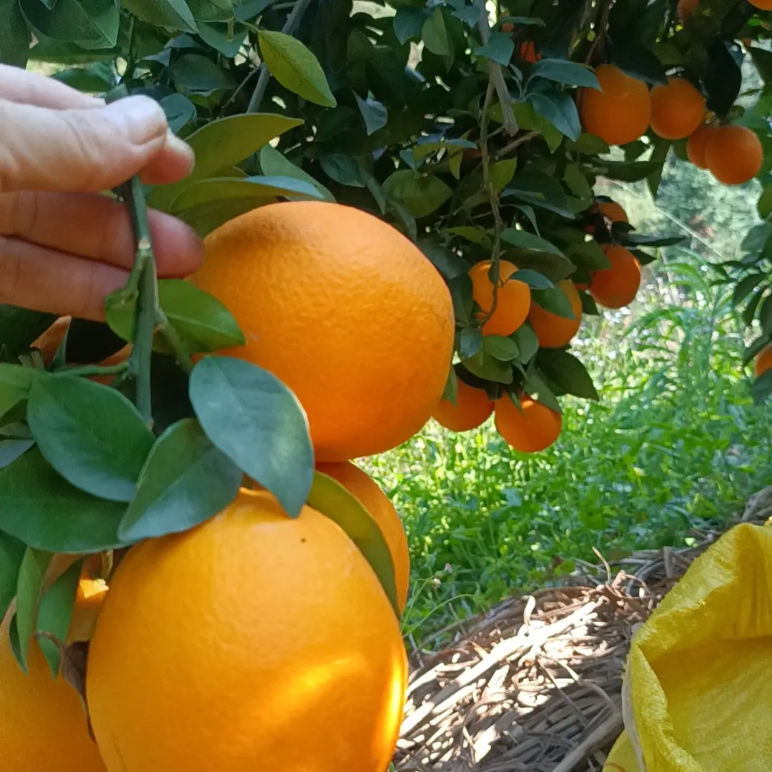 正宗橙子果园直发新鲜水果当季应季榨汁水果