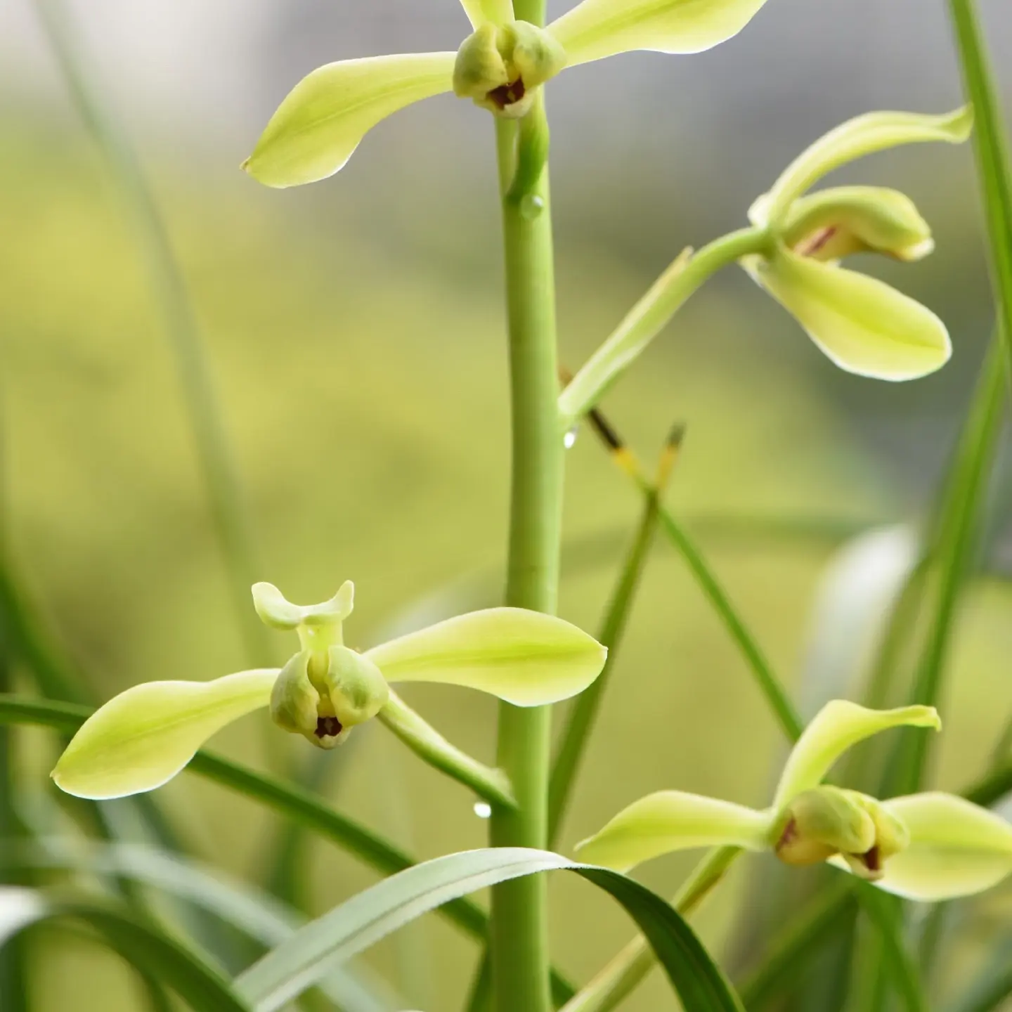 蕙兰老八种之一铭品【老上海梅】正品兰花浓香型花卉绿植