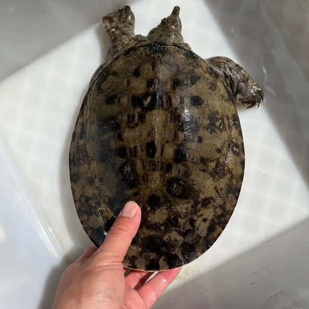 洪湖土货直播间改价链接直播间称重为准