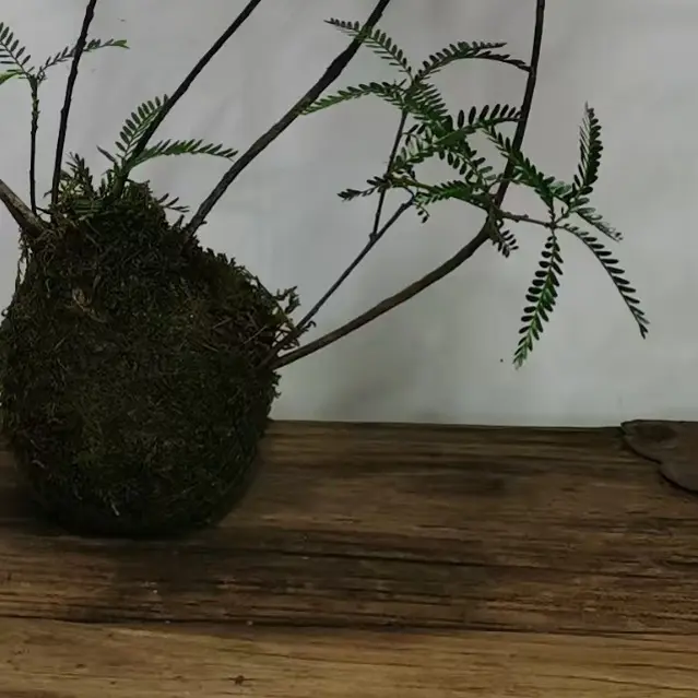 海岛叶下珠苔藓球水培室内好养精致景观绿植