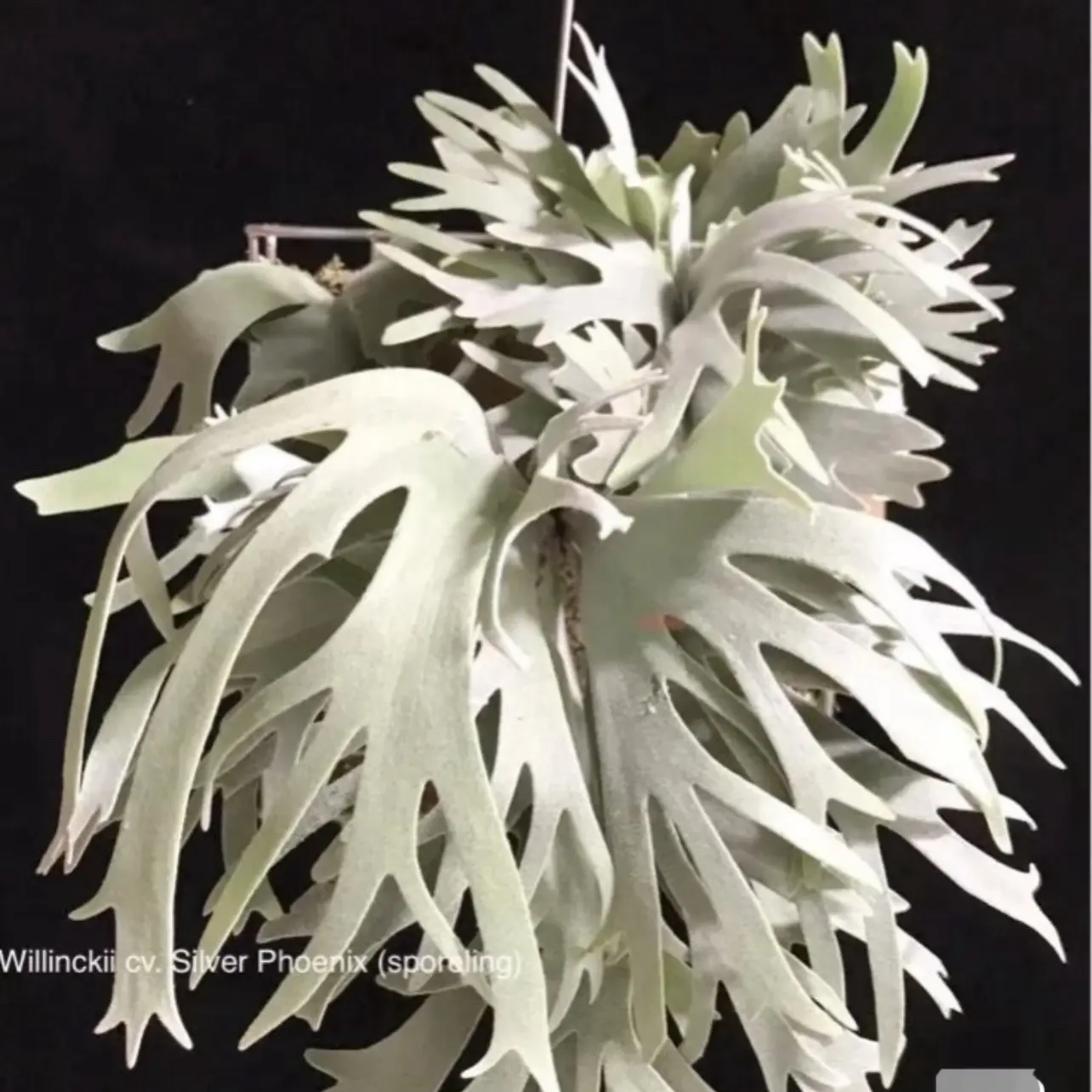 银凤凰鹿角蕨 孢子苗杯苗 包邮