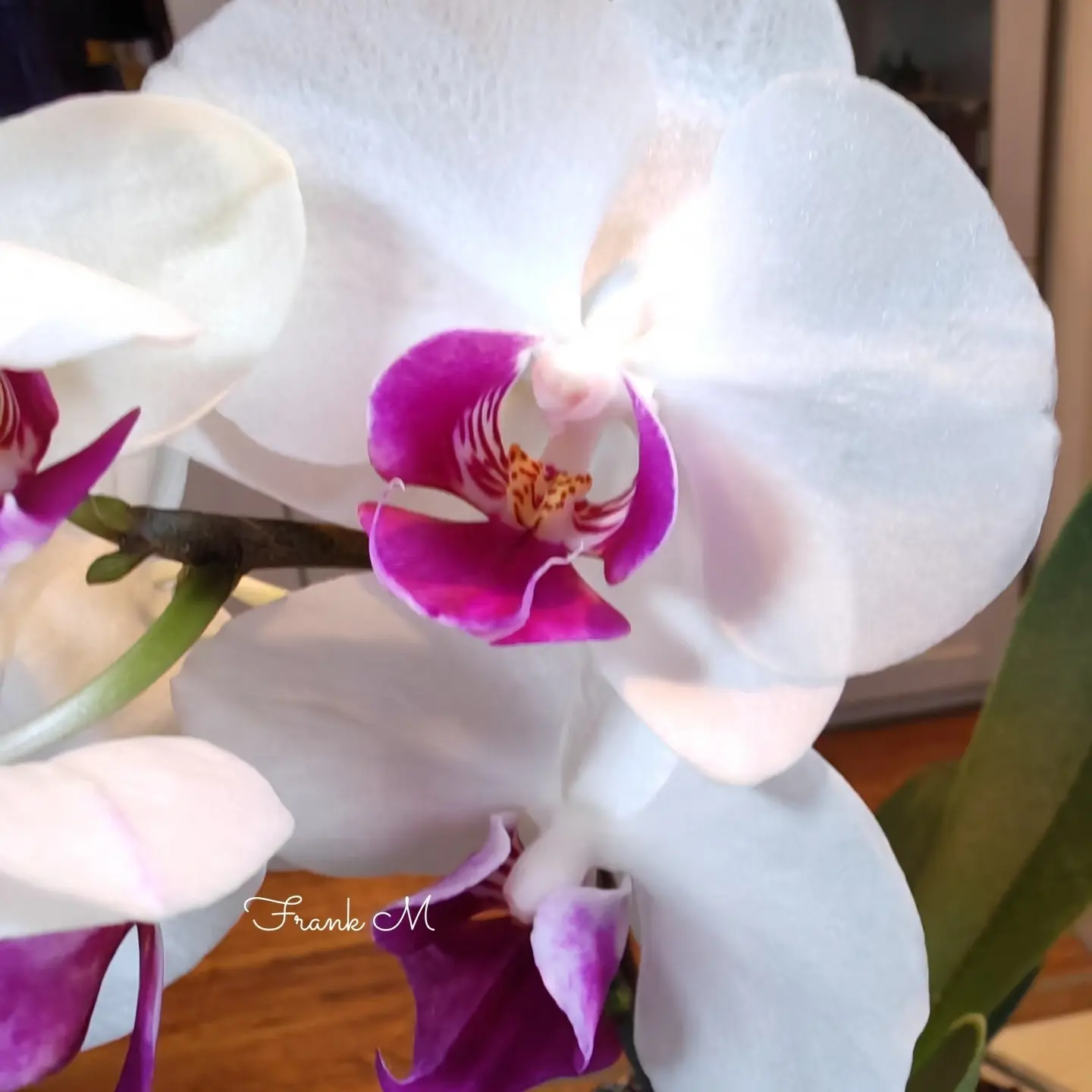 雪玉蝴蝶兰紫白色带花剑室内四季开花好养活花卉盆栽