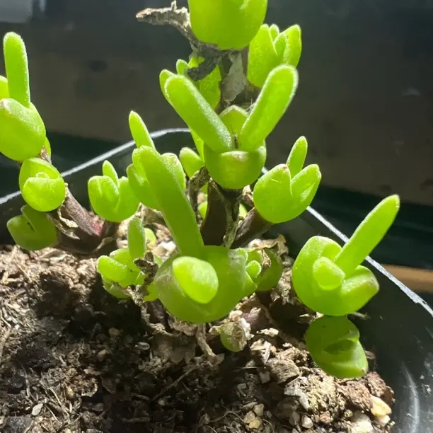 枝干兔子多肉植物 番杏科小型绿植可爱迷你适合阳台盆栽