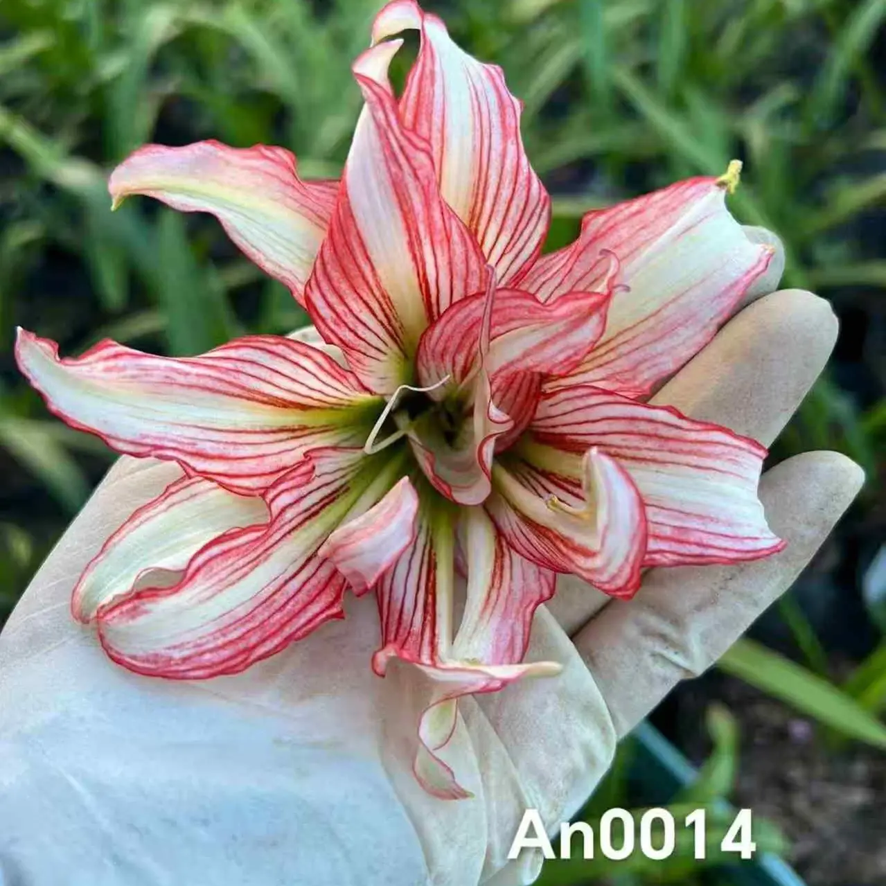 朱顶红【An0014】越朱侧3cm 只包对版，不包后期养护！