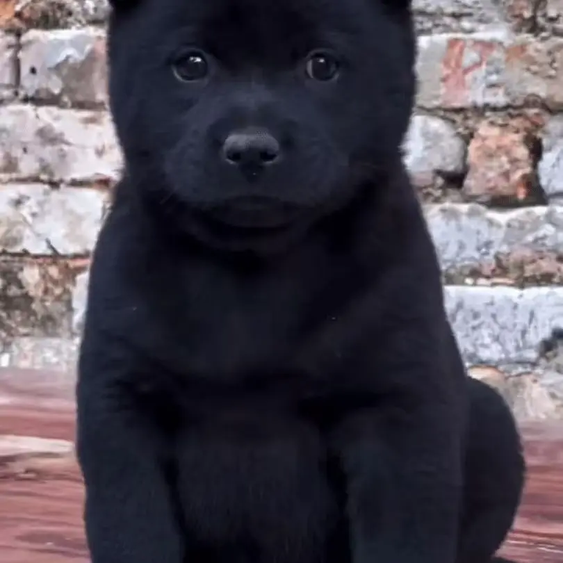 精品中华田园犬五黑五红山牛红四眼铁包金黄狗白面土松！