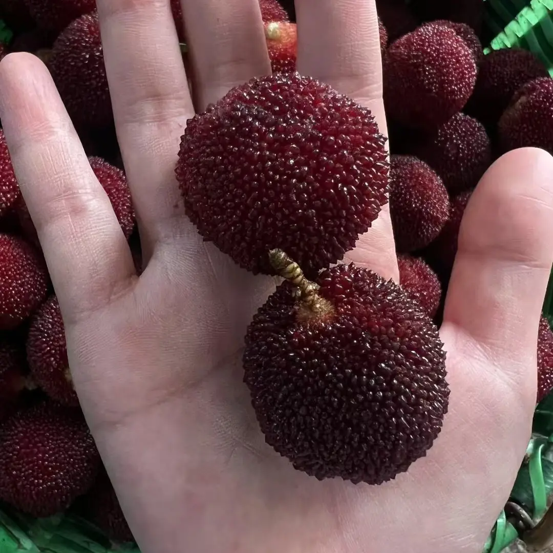 仙居东魁杨梅特大果酸甜可口产地现摘顺丰包邮