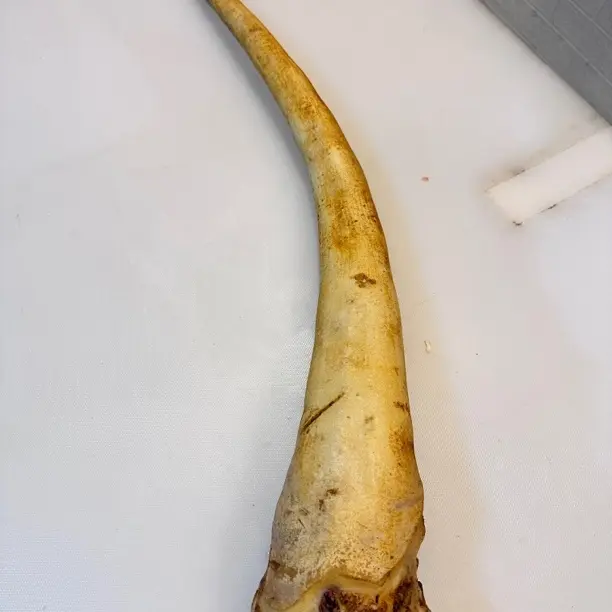 贵州土黄牛 带皮牛尾 现称顺丰冷链包邮