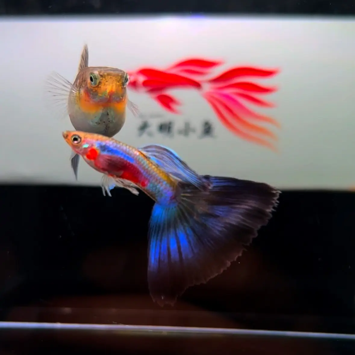 精品霓虹蓝尾孔雀鱼