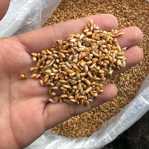 高品质柏子仁可搭配酸枣仁煮水泡水的干货