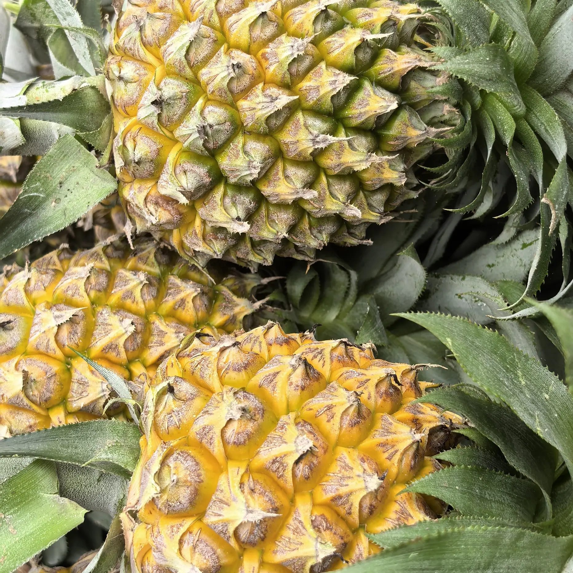 云南产地直发热带新鲜菠萝水果