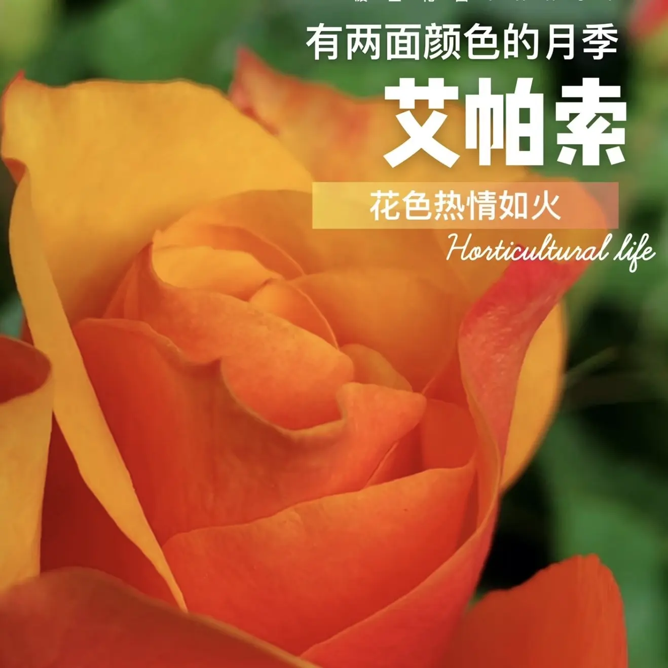 艾帕索大花月季玫瑰花苗四季开花易养阳台庭院盆栽地栽绿植花卉