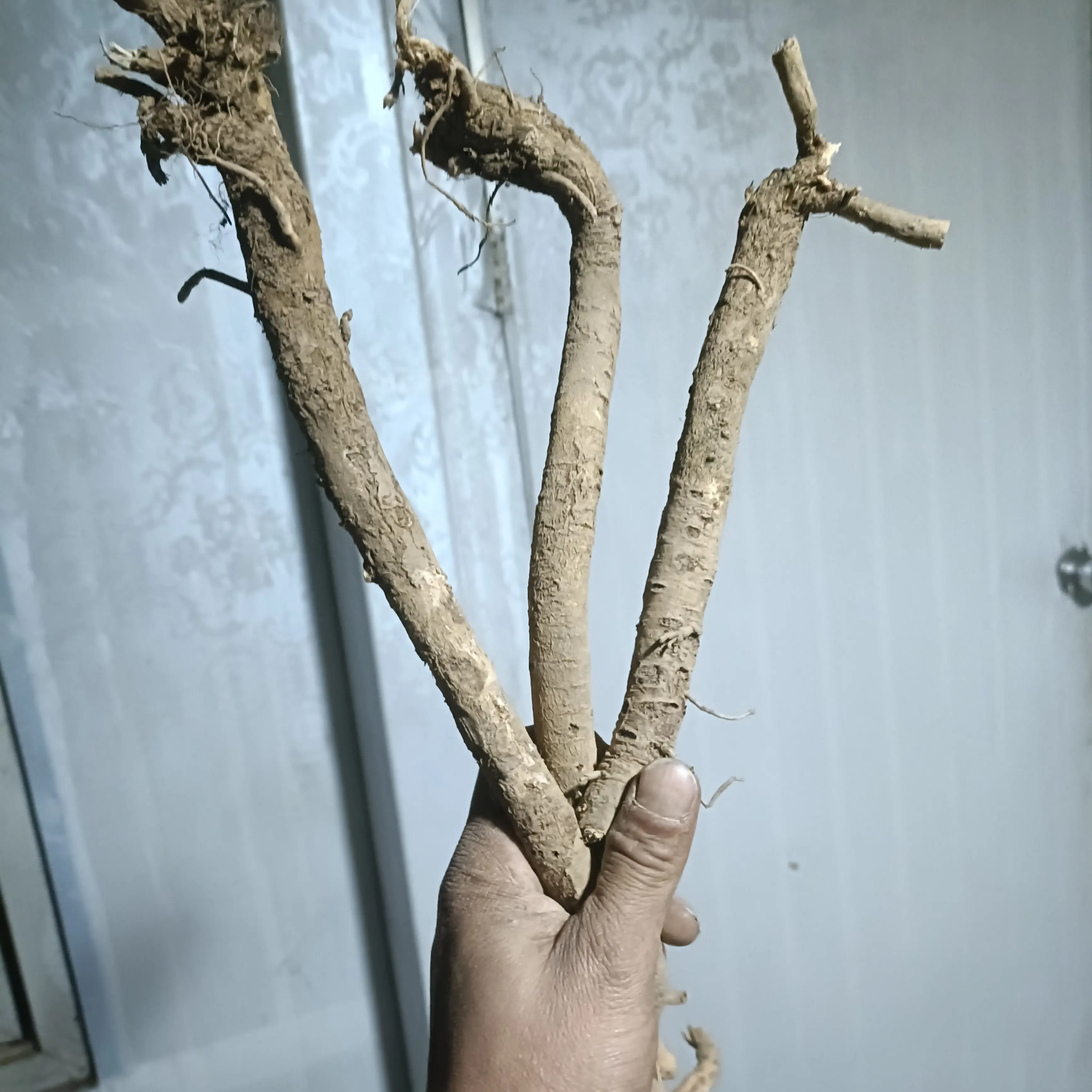 甘肃岷县新鲜无硫整根黄芪产地直发可煲汤煮茶拍一发二