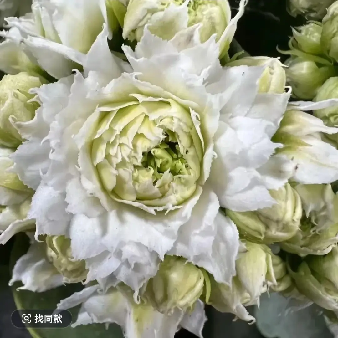 长寿花（阳光白） 110盆  稀有品种