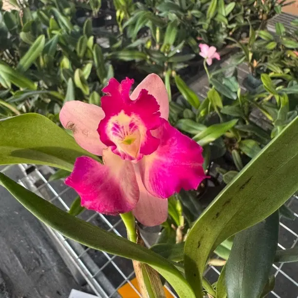 卡特兰 花漂亮好养型 浓香花期长