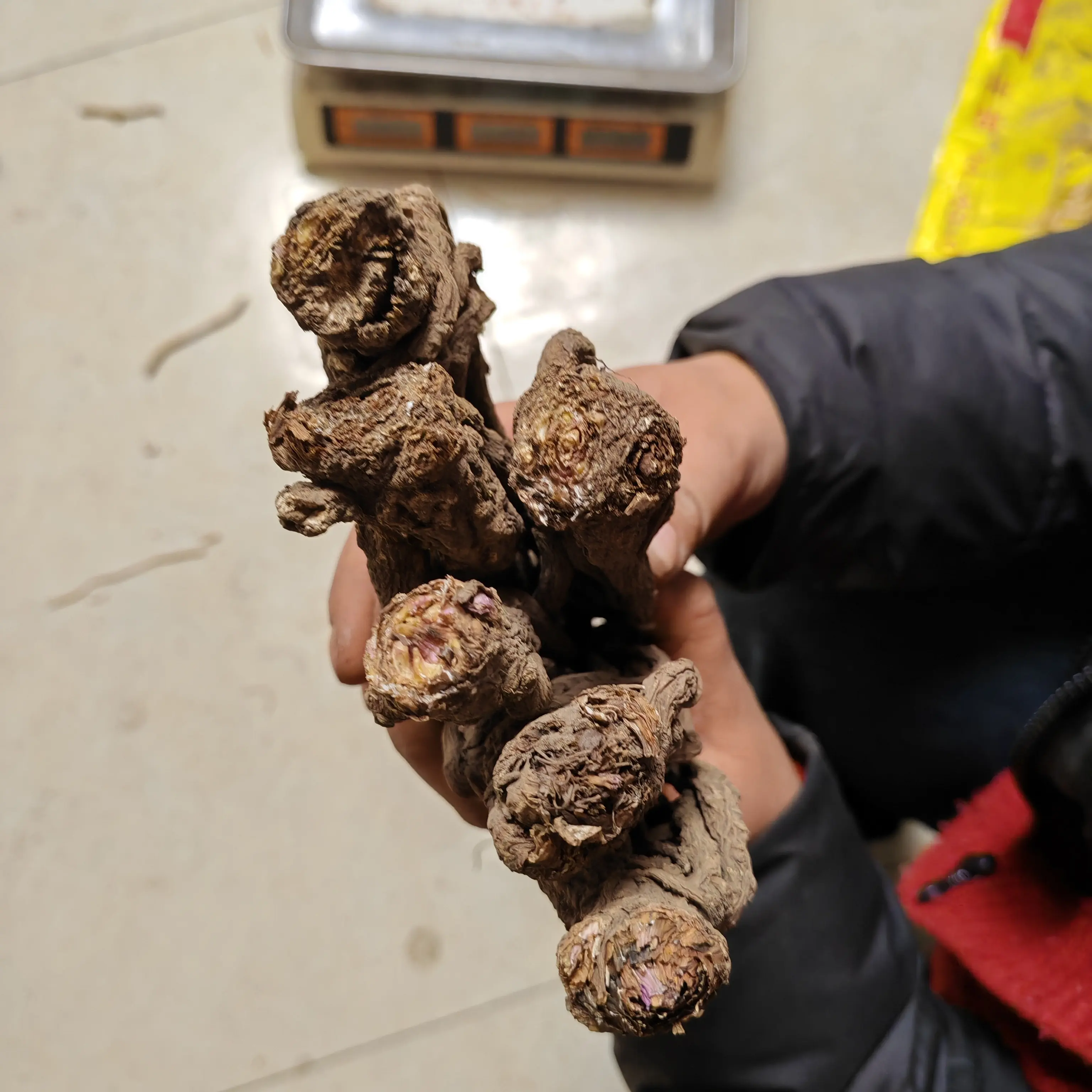 无硫熏无添加甘肃当归整根小条可煲汤炖肉滋补养生干货