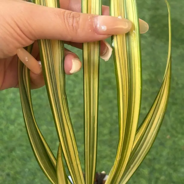 秋榜黄金丝稿1苗壮草室内外花卉绿植