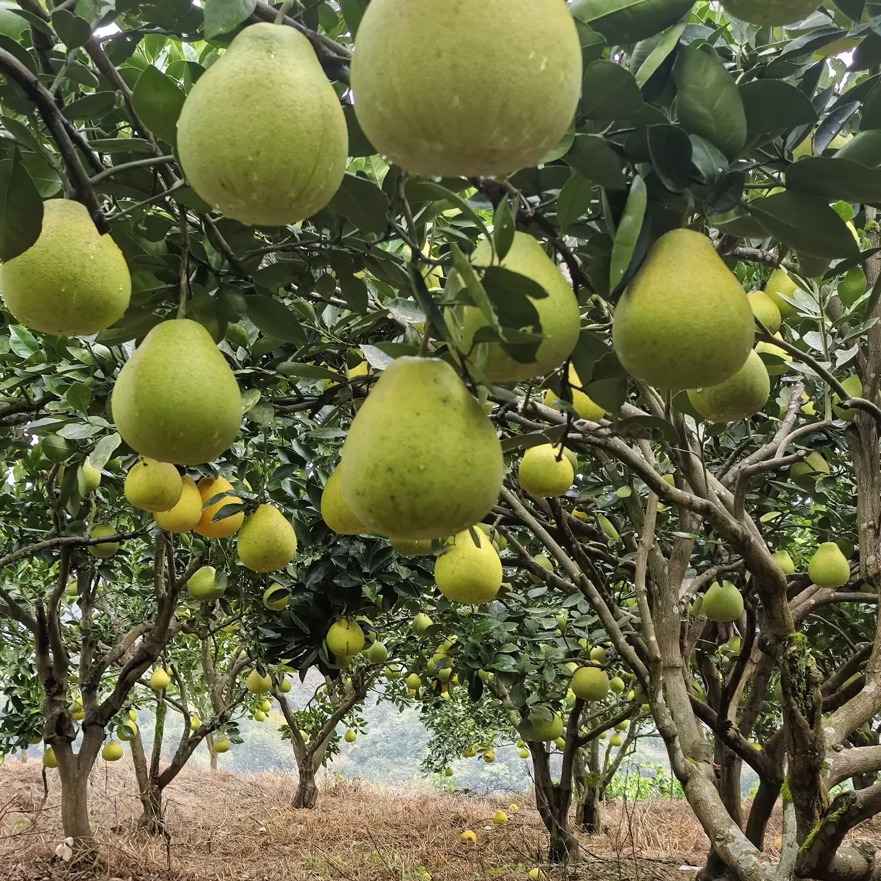 老树香柚、高山柚，多汁无酸回甘