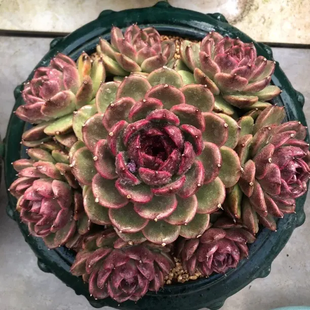 黑水晶、溜溜球完美手捧、适合室内外园艺