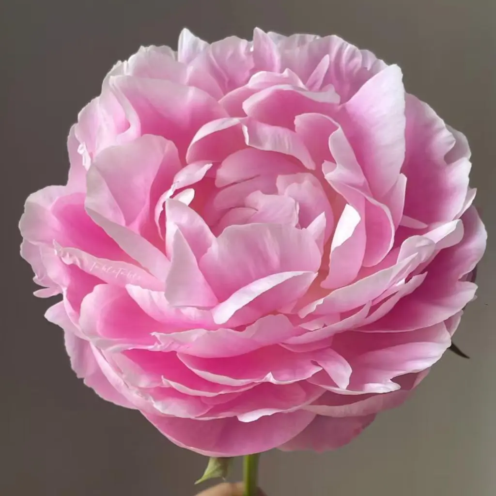 罗斯福 日系高端芍药花苗 初开粉兰后期浅粉 庭院阳台好养