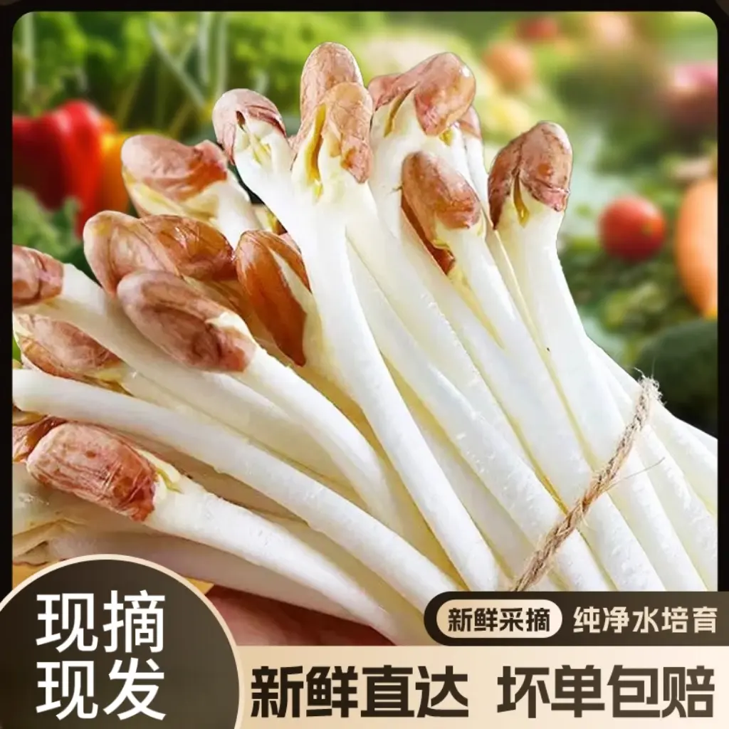 【现采摘】新鲜现采花生芽农家花生苗食用菜苗芽菜嫩香长寿芽脆嫩鲜