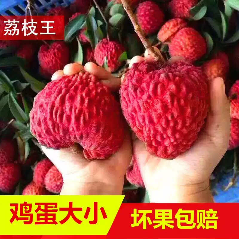 【京东顺丰冷链】火山岩荔枝王大号当季超大个新鲜荔枝高端水果GH