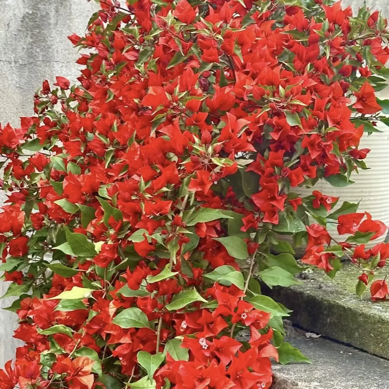 三角梅（热火桑巴）勤花品种四季开花好养阳台庭院绿植盆栽
