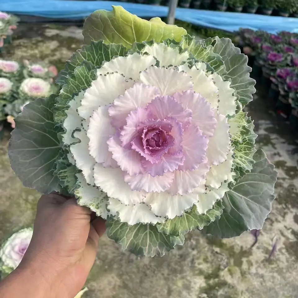 耐寒羽衣甘蓝盆栽适合阳台庭院室内种植的绿植