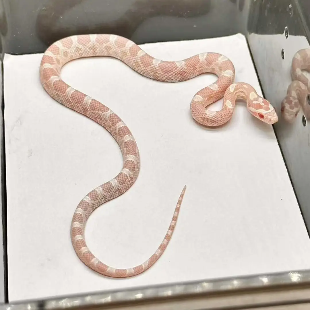 玉米蛇小苗子合集随机发！热门观赏宠物温顺适合新手活幼体