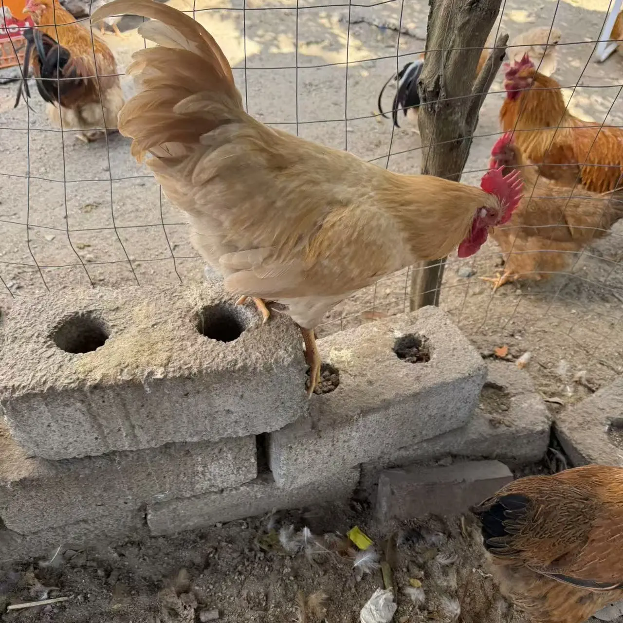 放养公鸡 200天以上 肉质紧实  包冰率10%以内