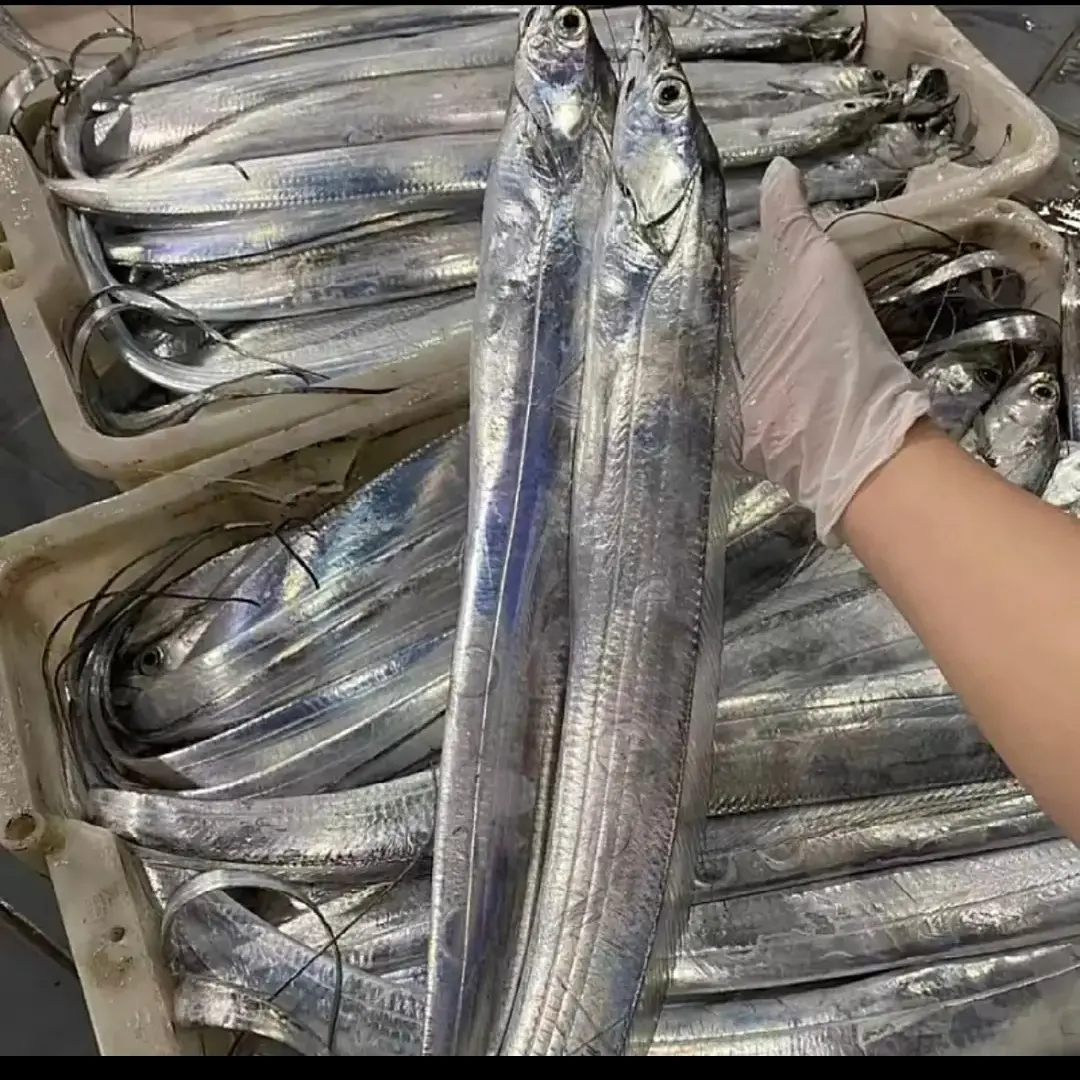 海钓小眼油带鱼渤海湾刀鱼 4 斤